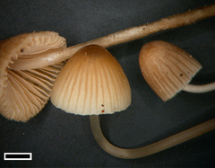 Mycena austrofilopes