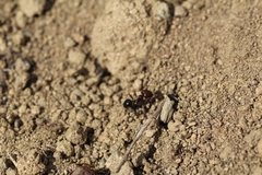 Messor barbarus