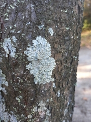 Physcia tribacioides