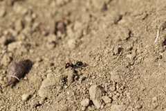 Messor barbarus