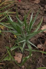 Centaurea cyanus