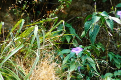 Ruellia breedlovei