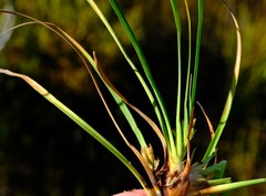 Capeobolus brevicaulis