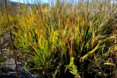 Capeobolus brevicaulis