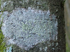 Buellia griseovirens