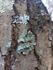 Parmotrema hypoleucinum