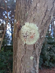 Flavoparmelia soredians