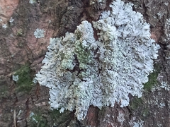 Physcia tribacioides