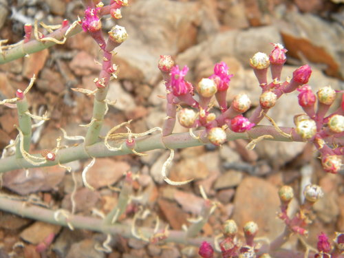 Mesembryanthemum junceum