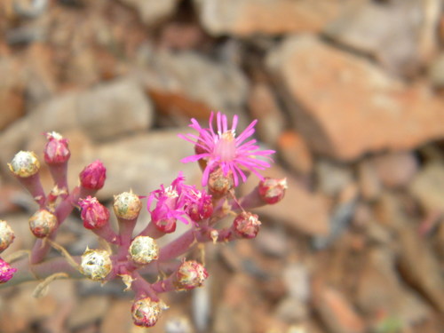 Mesembryanthemum junceum