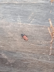 Platisus bicolor