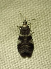 Acrobasis vaccinii