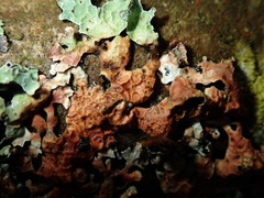 Nectriopsis rubefaciens