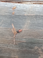 Platisus bicolor