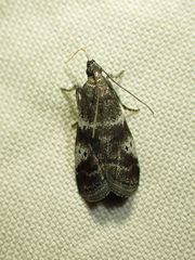 Acrobasis vaccinii