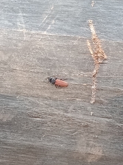 Platisus bicolor