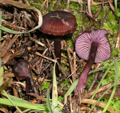 Laccaria violaceonigra