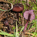 Laccaria violaceonigra - Photo (c) Jerry Cooper, algunos derechos reservados (CC BY), subido por Jerry Cooper
