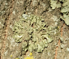 Pleurosticta acetabulum