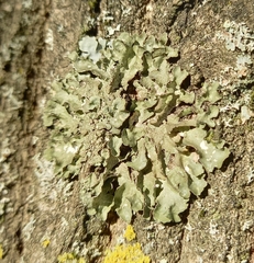 Pleurosticta acetabulum