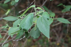 Acalypha nemorum