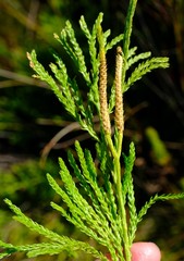Lycopodium zanclophyllum