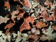 Nectriopsis rubefaciens