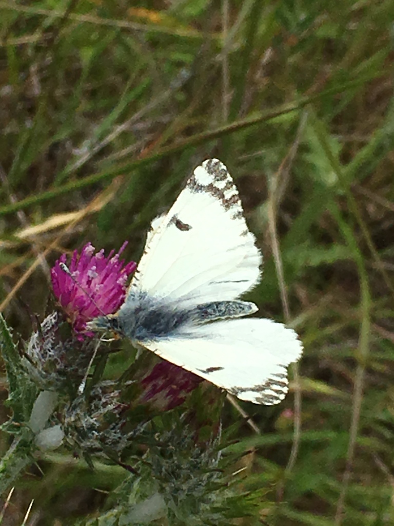 Large Marble (Yosemite National Park Butterfly Guide 🦋) · iNaturalist