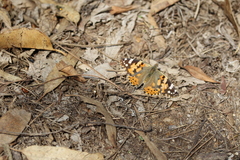 Vanessa cardui