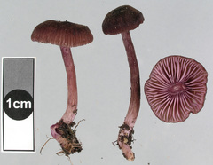 Laccaria violaceonigra