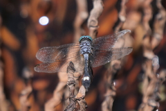 Micrathyria longifasciata