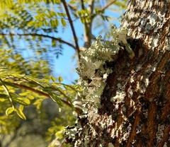 Parmotrema hypoleucinum