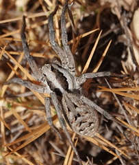 Lycosa praegrandis