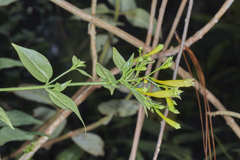 Lisianthius brevidentatus