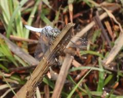 Palpopleura deceptor