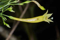 Lisianthius brevidentatus