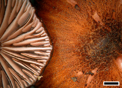 Laccaria violaceonigra