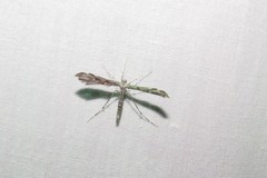 Hellinsia inquinatus