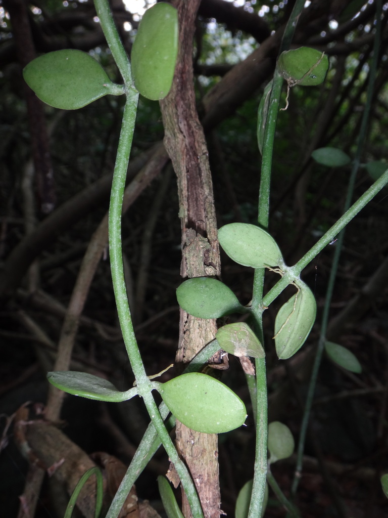 Dischidia chinensis (Dischidia chinensis)