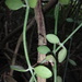 Dischidia chinensis - Photo (c) Nicola Newbery, algunos derechos reservados (CC BY-NC), subido por Nicola Newbery