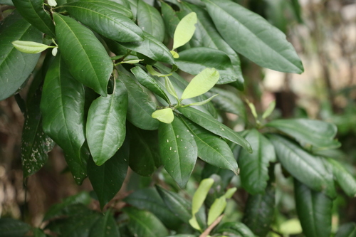 Image of Medicosma cunninghamii by (c) Greg Tasney, some rights reserved (CC BY-SA)