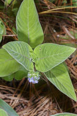 Coccocypselum herbaceum