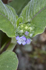 Coccocypselum herbaceum