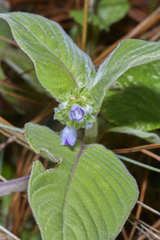 Coccocypselum herbaceum