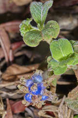 Coccocypselum herbaceum