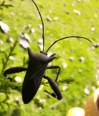 Trematocoris lobipes