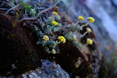 Helichrysum capense