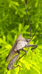 Trematocoris lobipes