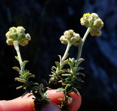 Helichrysum capense