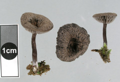 Entoloma crinitum